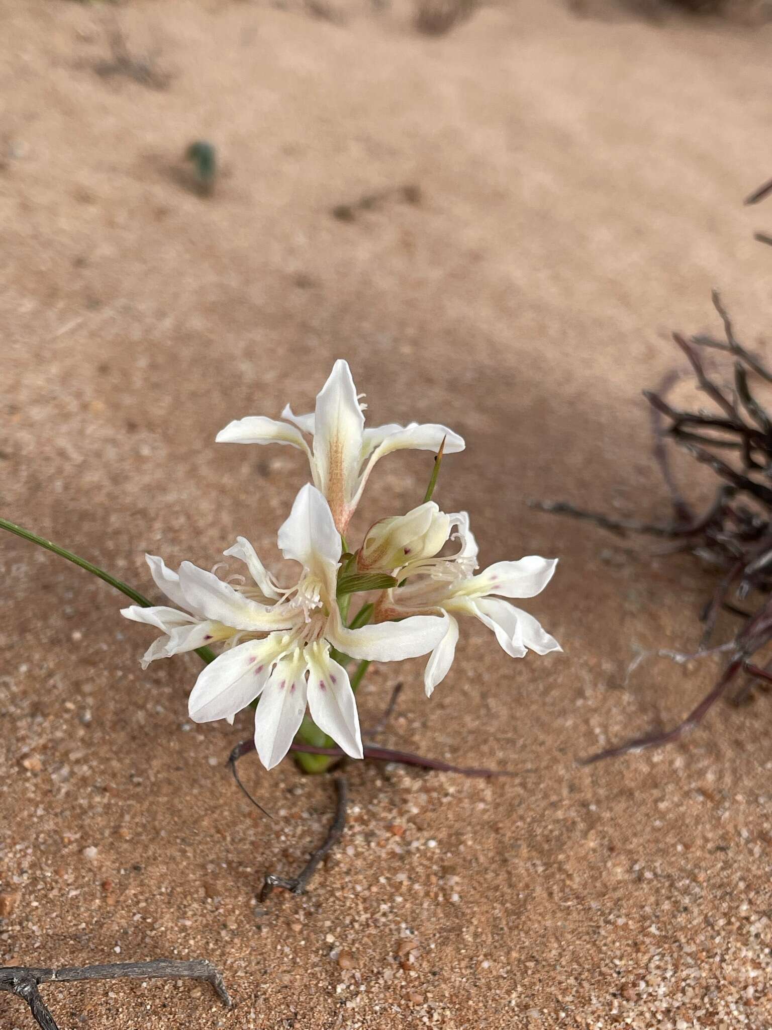 Image of Lapeirousia spinosa (Goldblatt) Goldblatt & J. C. Manning