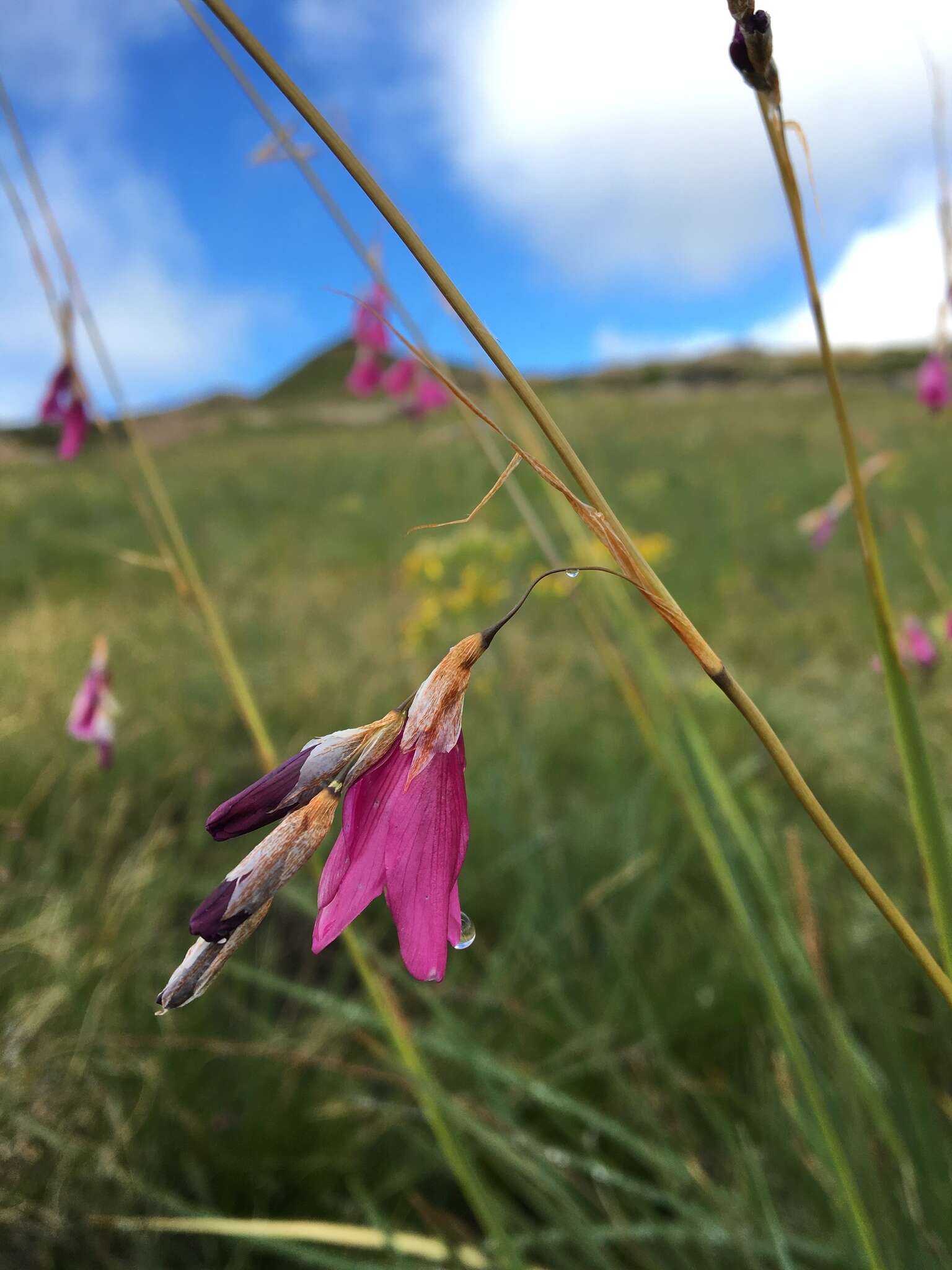 Imagem de Dierama robustum N. E. Br.