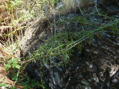 Image de Anarrhinum bellidifolium (L.) Willd.