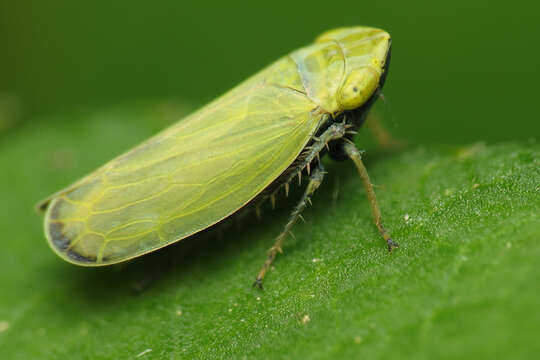 Plancia ëd Diplocolenus (Verdanus) abdominalis Fabricius 1803