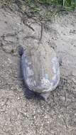 Image of South American snapping turtle