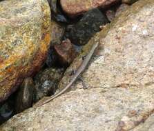 Image of Coastal snake-eyed skink