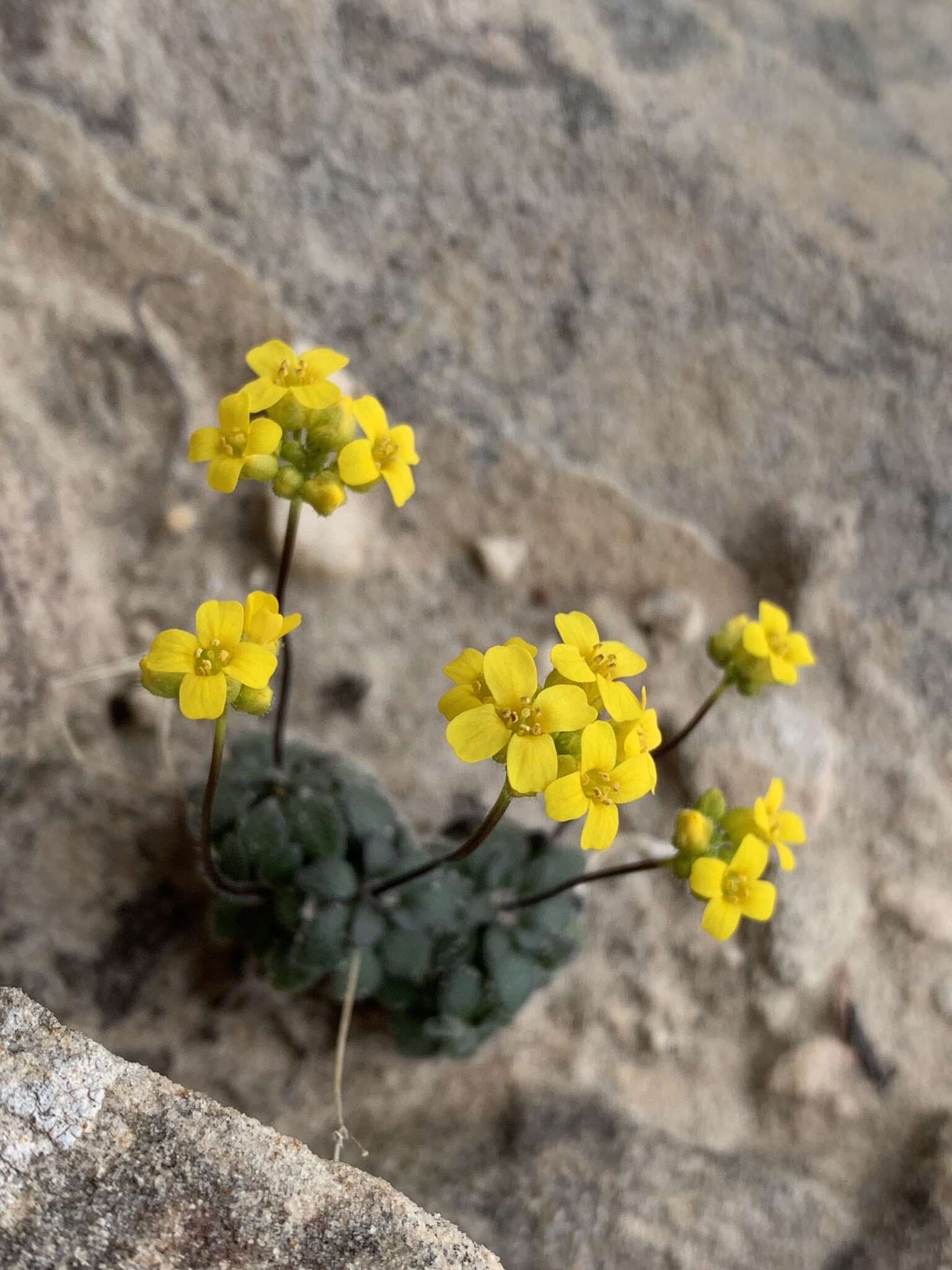 Image de Draba zionensis C. L. Hitchc.