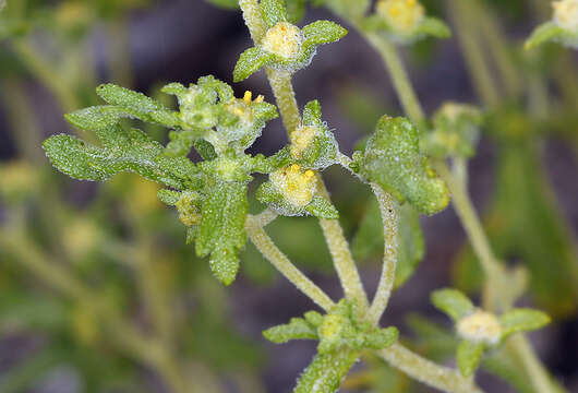 Image of Nevada sumpweed