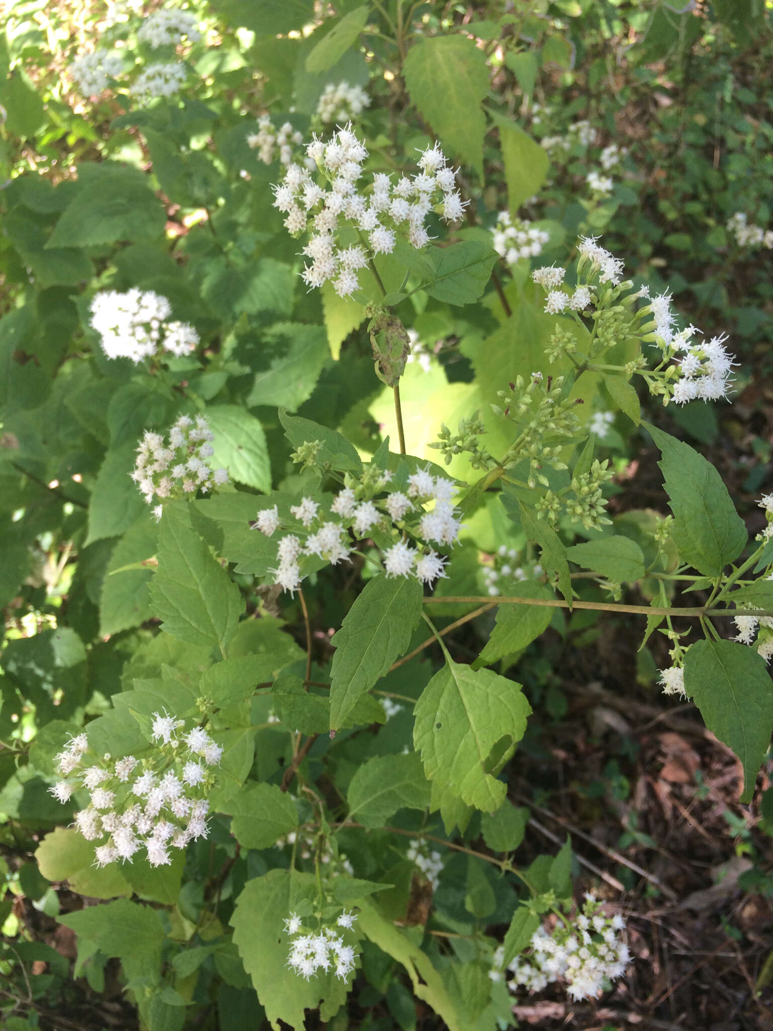 Image of white snakeroot