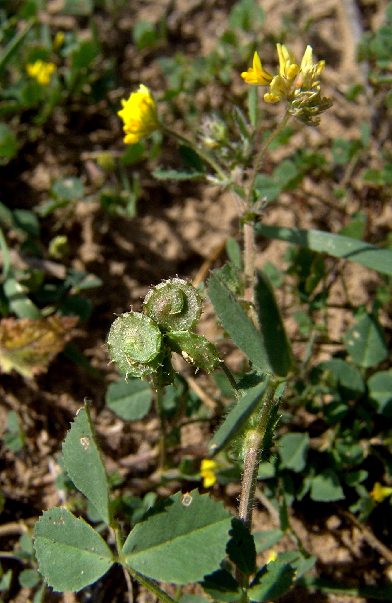 Image of Medicago tornata (L.) Mill.