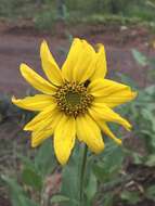 Sivun Helianthella uniflora (Nutt.) Torr. & A. Gray kuva