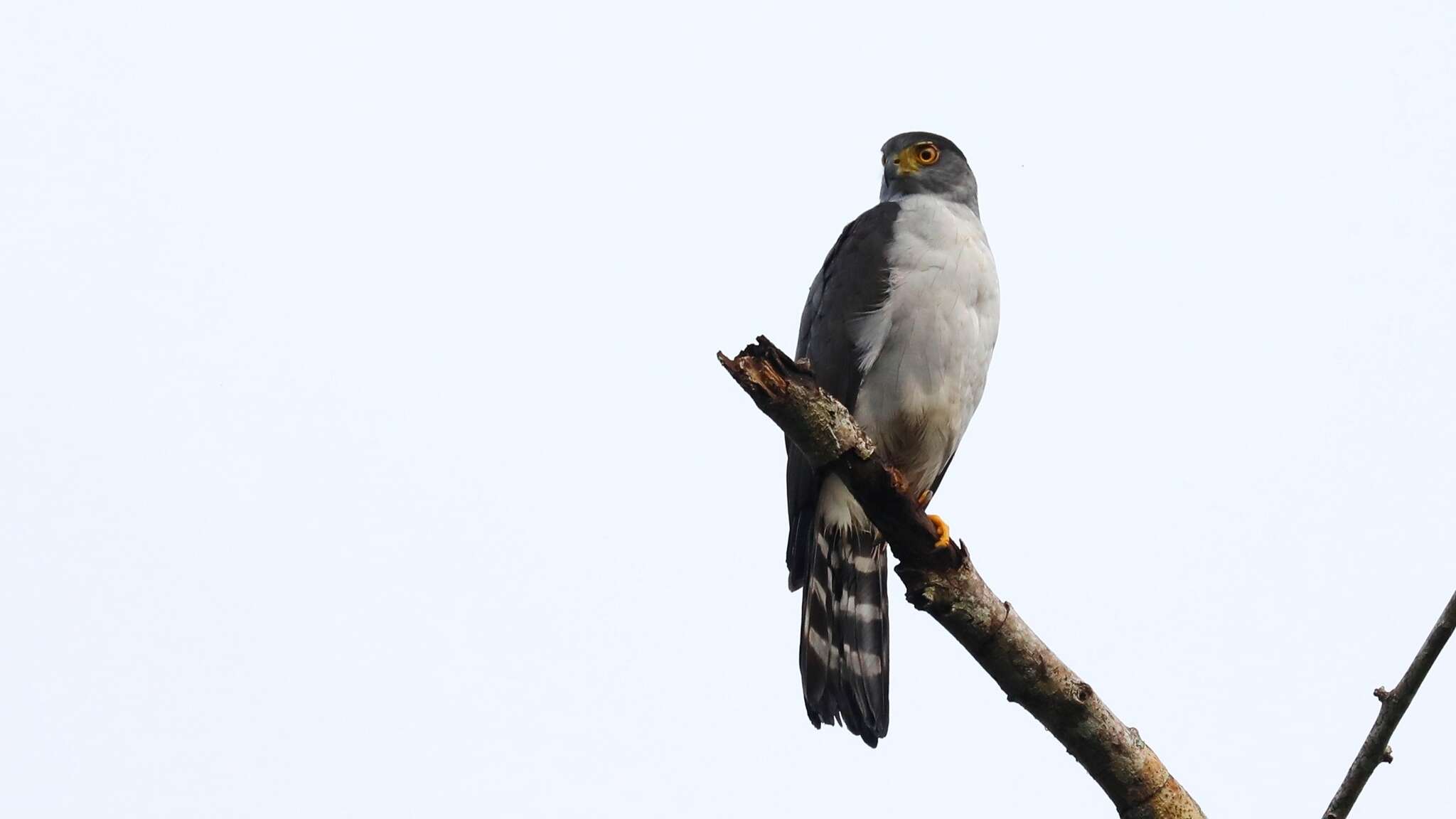 Image of Bicolored Hawk