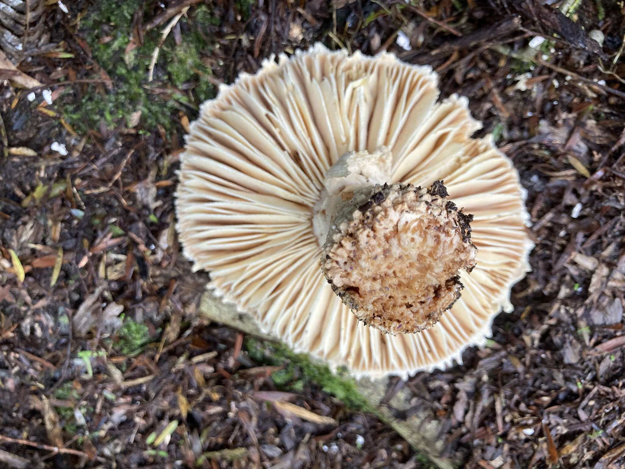 Image of Amanita pareparina G. S. Ridl. 1991