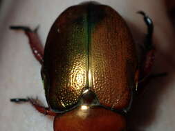 Image of King Beetle