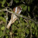 Image of Starry Owlet-nightjar