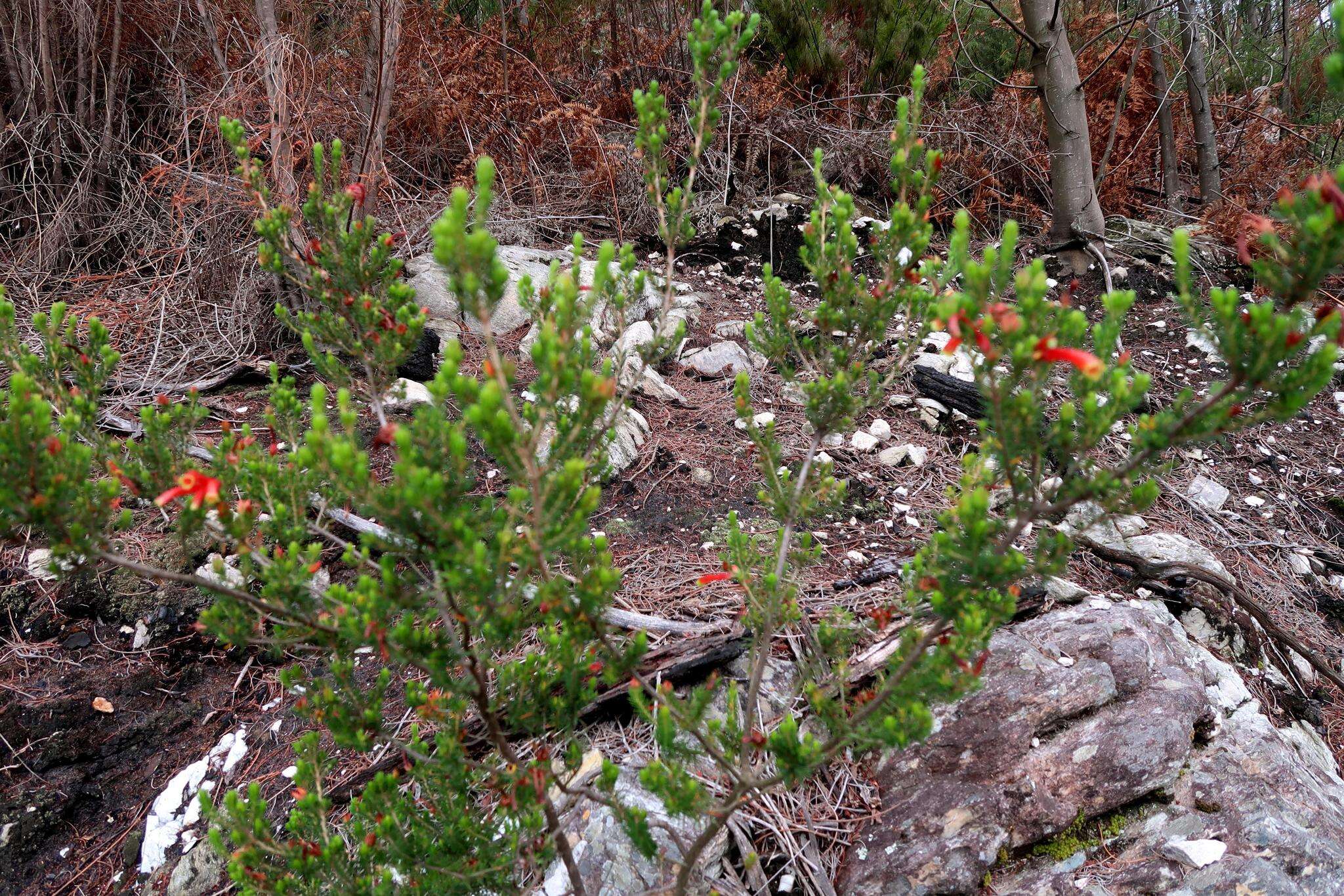 Image of Erica unicolor subsp. georgensis E. G. H. Oliv. & I. M. Oliv.