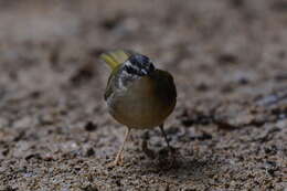 Image of Riverbank Warbler