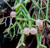 Rhipsalis cereuscula Haw.的圖片