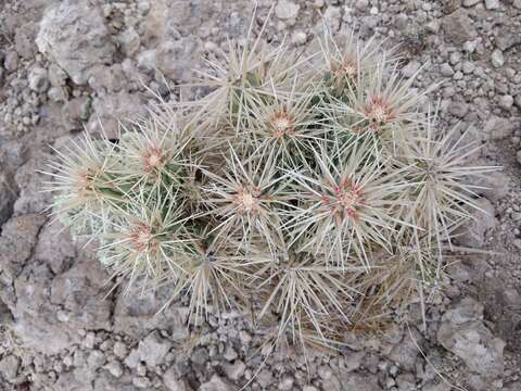 Image of thistle cholla