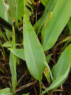 Imagem de Canna glauca L.