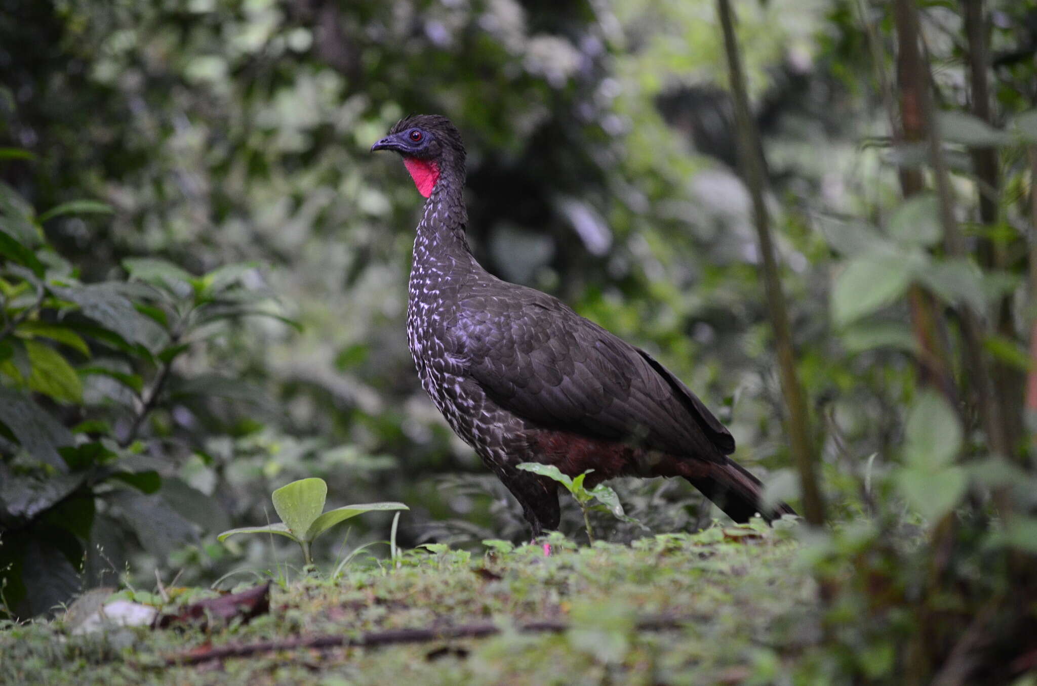 Image of Crested Guan