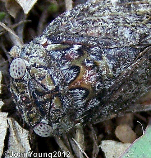 Image of Platypleura haglundi Stal 1866