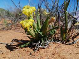 Image of Ferraria macrochlamys subsp. serpentina Goldblatt & J. C. Manning