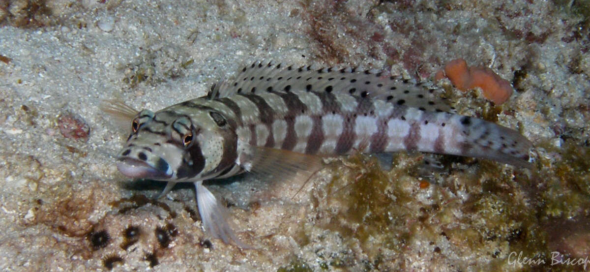 Image of Reticulated sandperch