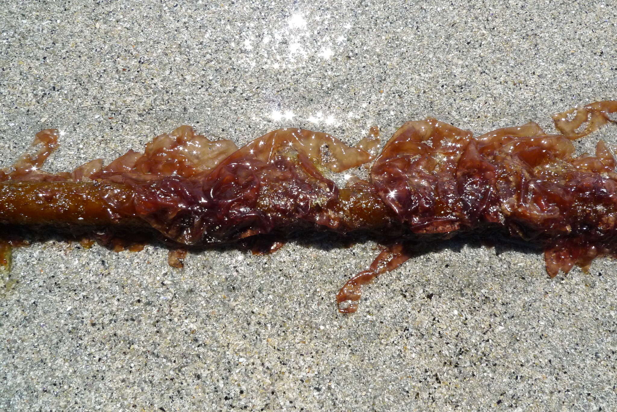 Image of Pyropia nereocystis