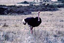 Image of Masai ostrich