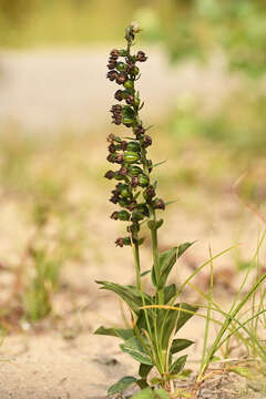 Image of Epipactis helleborine subsp. neerlandica (Verm.) Buttler