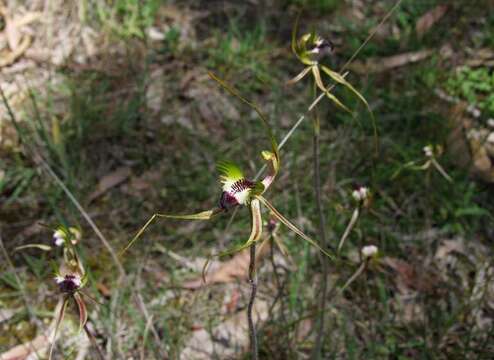 Image of Eastern Mantis Orchid