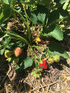 Image of Garden strawberry