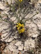 Image of roundleaf snakeweed