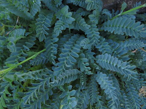 Image de Valeriana praecipitis A. E. Villarroel & Menegoz