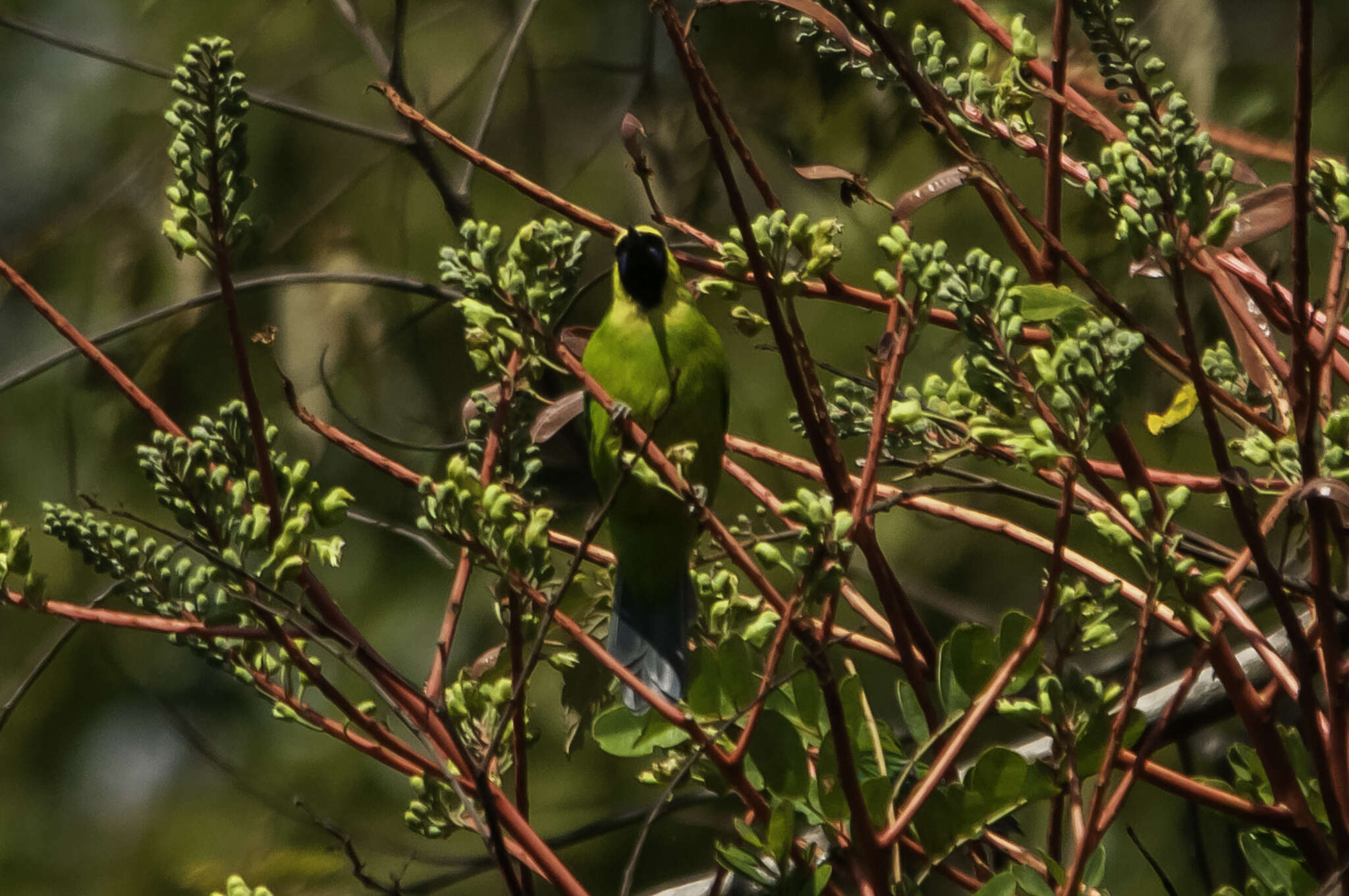 Image of Bornean Leafbird