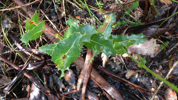 Image of Hakea amplexicaulis R. Br.