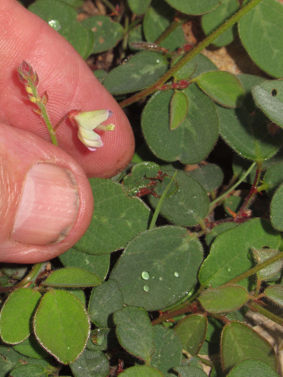 Image of Graham's ticktrefoil