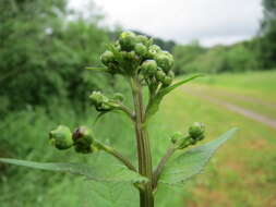 Image of common figwort