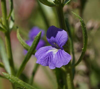 Слика од Stemodia florulenta W. R. Barker