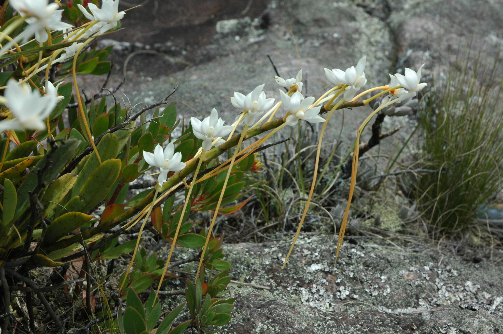 Image de Aerangis ellisii (B. S. Williams) Schltr.