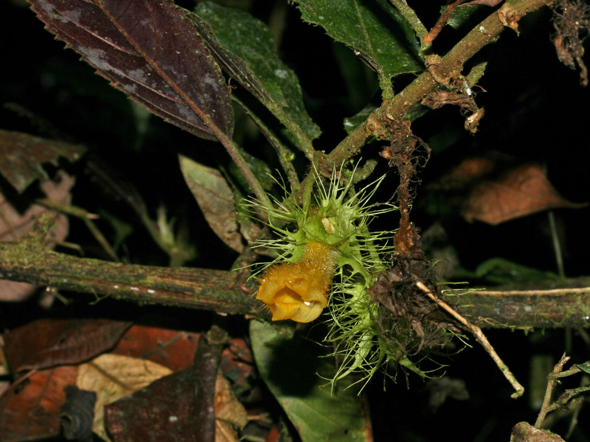 Image of Glossoloma purpureum (L. P. Kvist & L. E. Skog) J. L. Clark