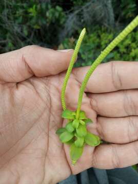 Image of fourleaf peperomia