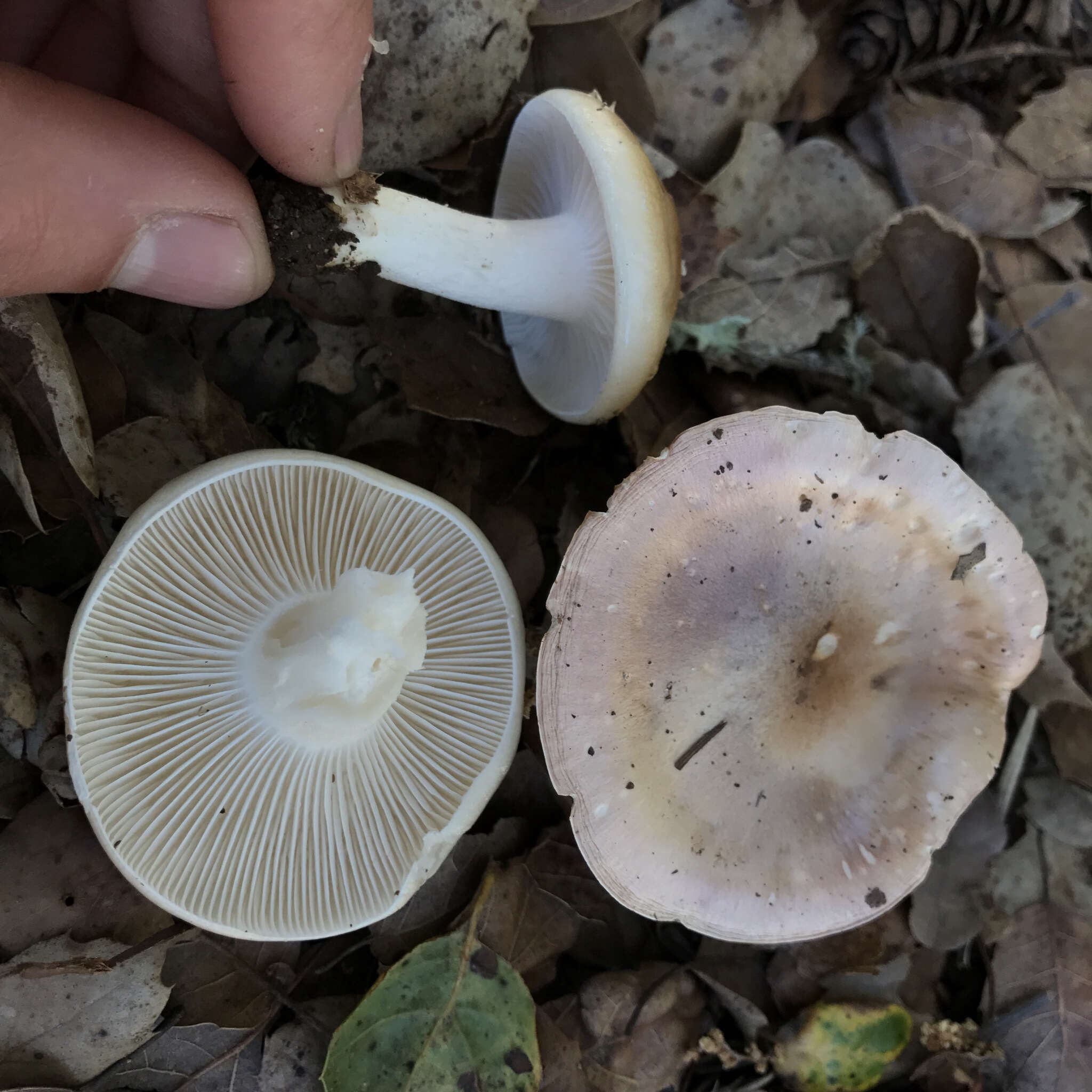 Image of Hygrophorus roseobrunneus Murrill 1916