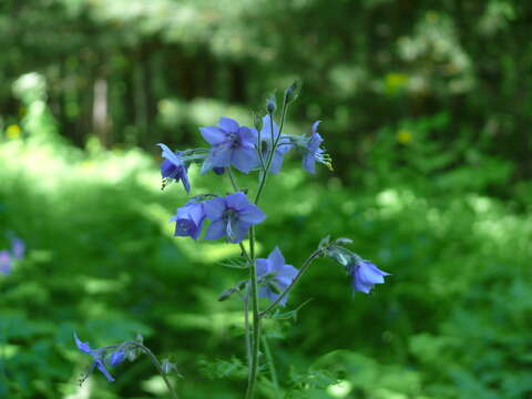 Image de Polemonium acutiflorum Willd. ex Roem. & Schult.