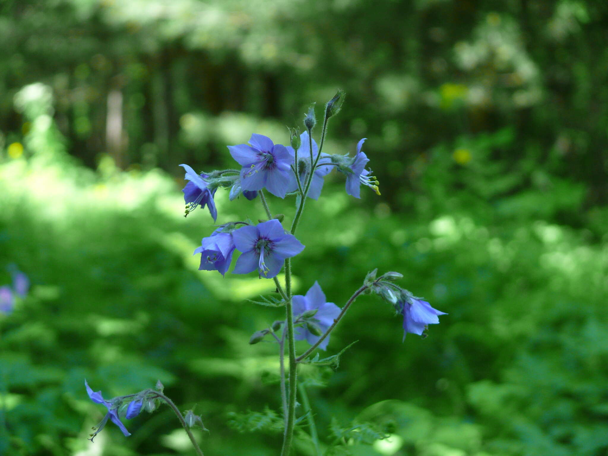 Слика од Polemonium acutiflorum Willd. ex Roem. & Schult.