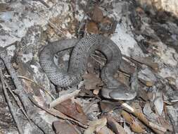 صورة Vipera latastei Bosca 1878