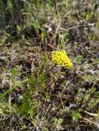 Lomatium caruifolium var. denticulatum (Jepson) Jeps.的圖片