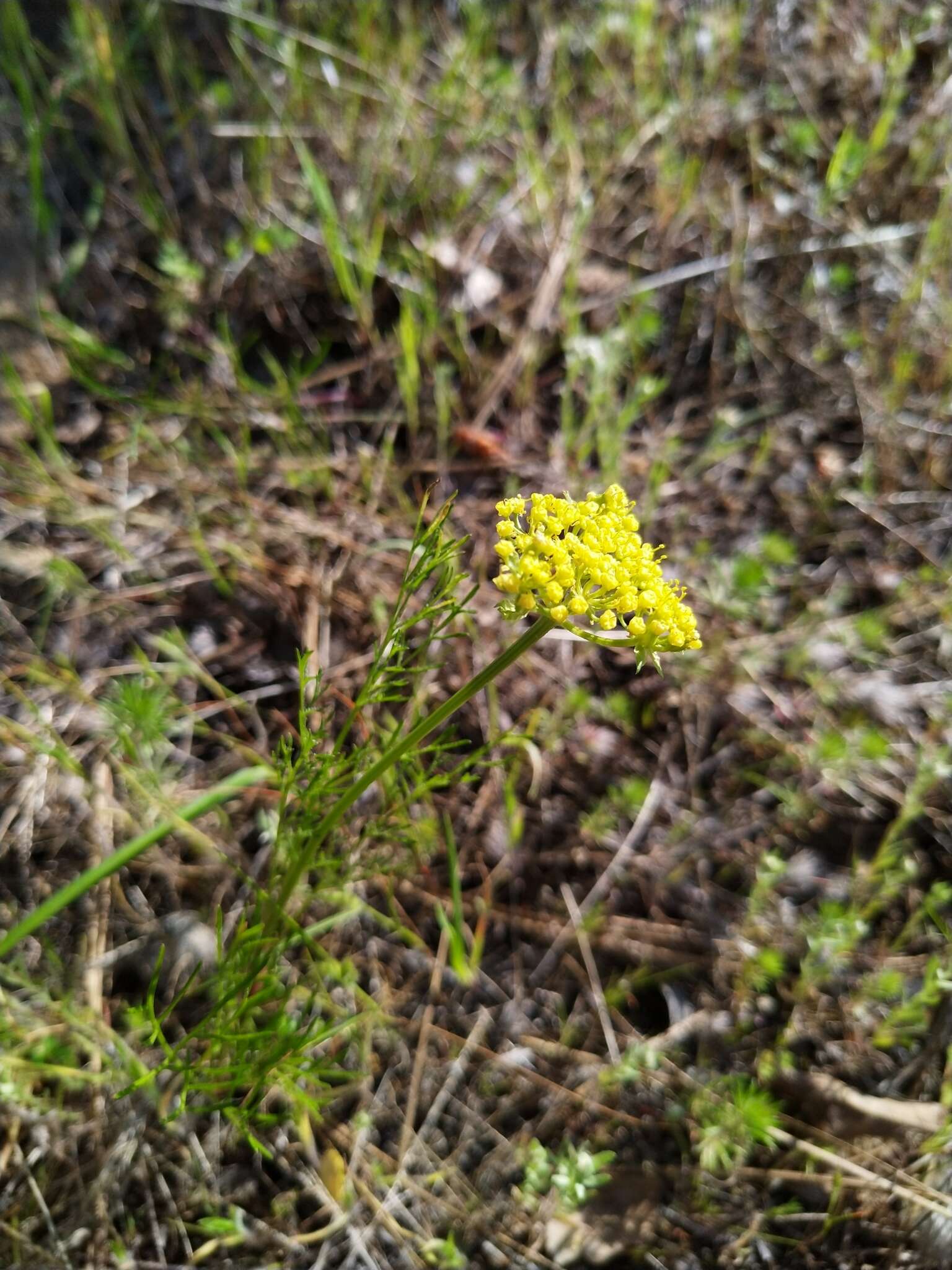 Lomatium caruifolium var. denticulatum (Jepson) Jeps.的圖片