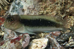 Image of Black blenny