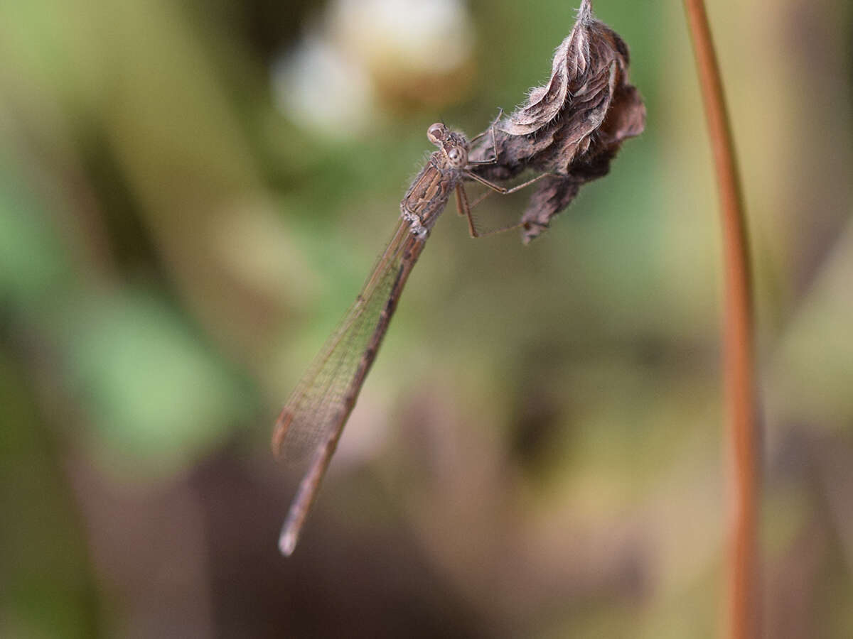 Image of Siberian Winter Damsel