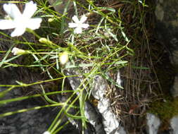 Image de Heliosperma pusillum (Waldst. & Kit.) Rchb.