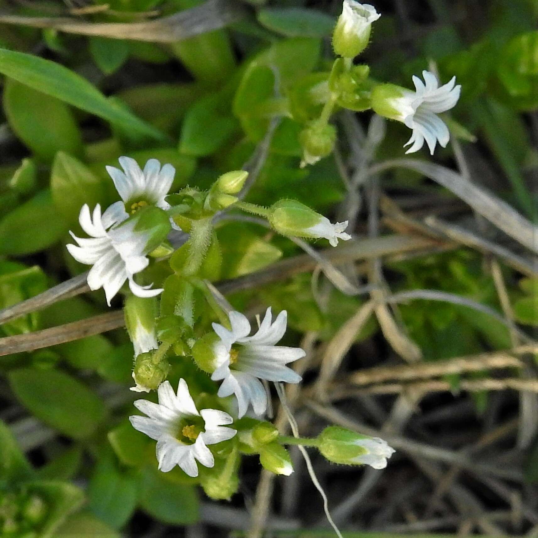 صورة Cerastium brachypodum (Engelmann ex A. Gray) B. L. Rob.