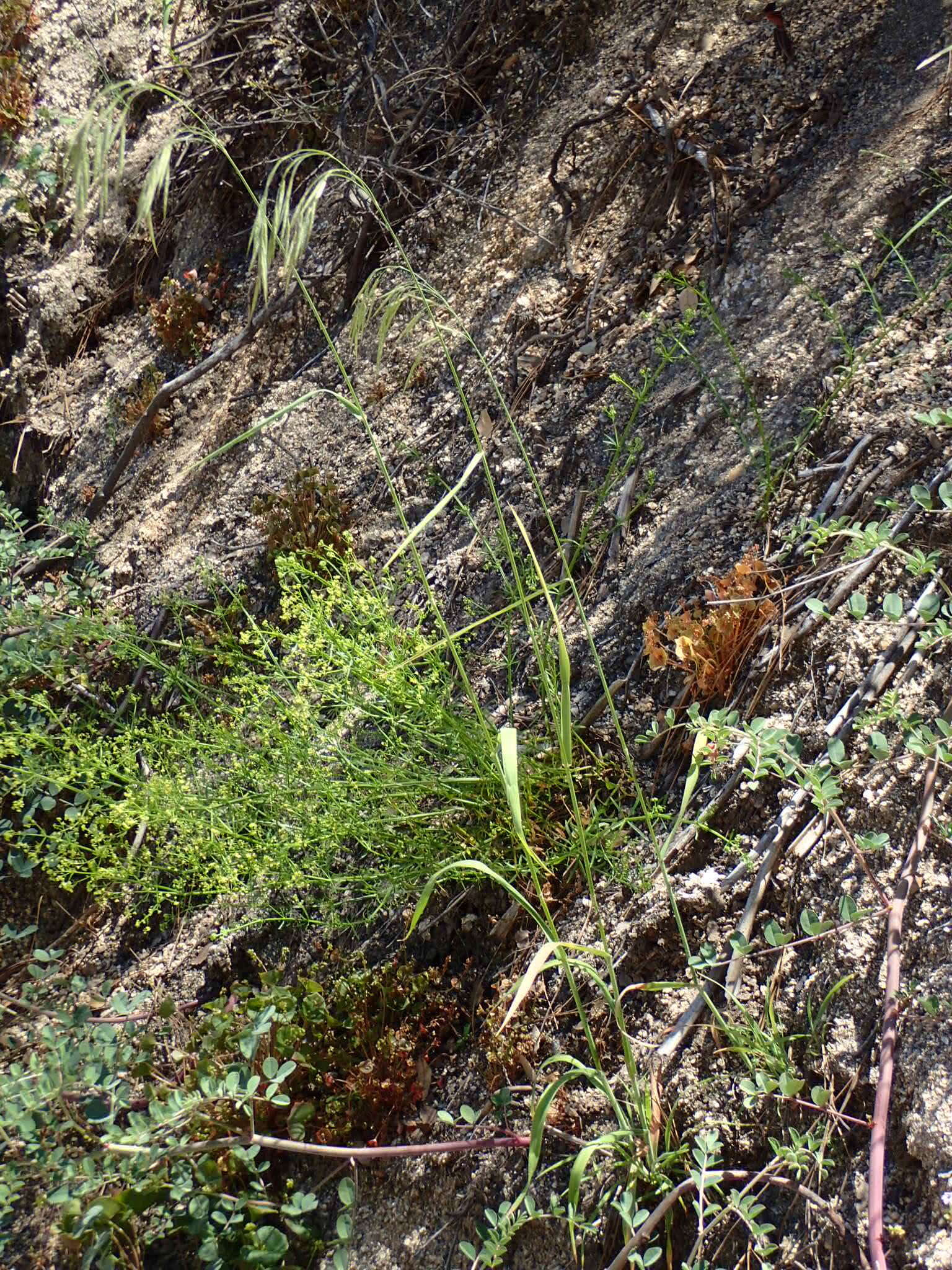 Image of coast range brome